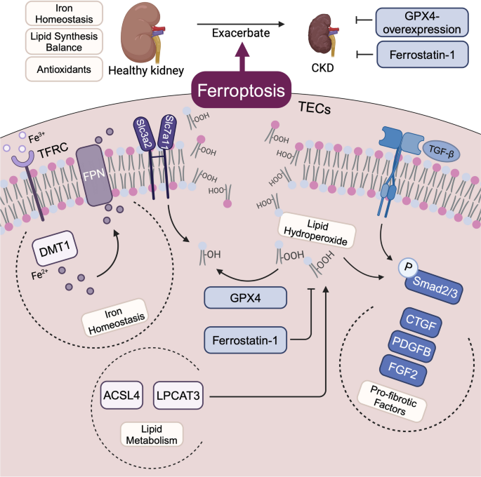glutathione harmful to kidneys Inhibition of tubular epithelial cells ferroptosis alleviates renal  interstitial fibrosis by reducing lipid hydroperoxides and TGF-β/Smad  signaling | Cell Communication and Signaling