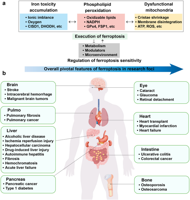 From mechanisms to medicine: Ferroptosis as a Therapeutic target in liver  disorders | Cell Communication and Signaling
