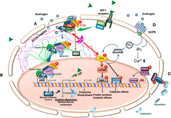 l-carnitine androgen receptor upregulation mechanism Androgens as the “old age stick” in skeletal muscle | Cell Communication  and Signaling