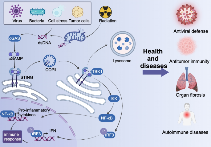 Unveiling the crossroads of STING signaling pathway and metabolic  reprogramming: the multifaceted role of the STING in the TME and new  prospects in cancer therapies | Cell Communication and Signaling | Springer