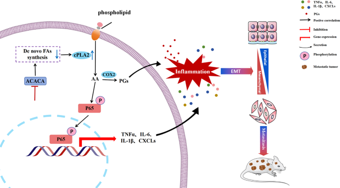 ACACA depletion activates the cPLA2–arachidonic acid–NF-κB axis to drive inflammatory reprogramming in androgen receptor-independent prostate cancer | Cell Communication and Signaling