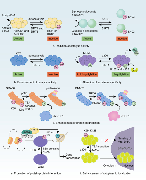 Processes and therapeutic perspectives of acylation modifications of lysine  and cysteine in tumors | Cell Communication and Signaling | Springer Nature  Link