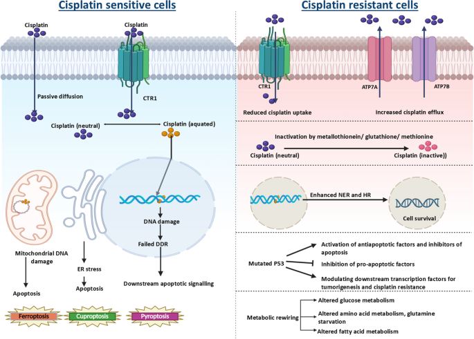 nebulized glutathione asthma Oxidative Stress in Asthma | World Allergy Organization Journal