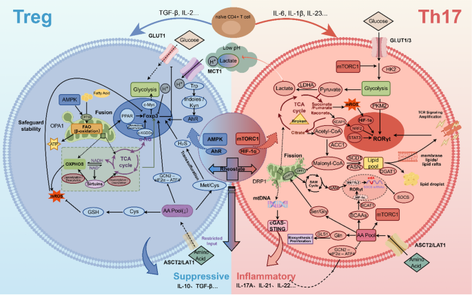 glutathione and thyroid problems Metabolic reprogramming of Th17/Treg imbalance in autoimmune diseases | Cell Communication Signaling YCRF_default Glycin - Götterspeise® NEM. Pack size:Pack of 15