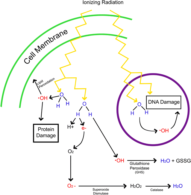 glutathione dna repair Radioprotective agents to prevent cellular damage due to ionizing radiation  | Journal of Translational Medicine