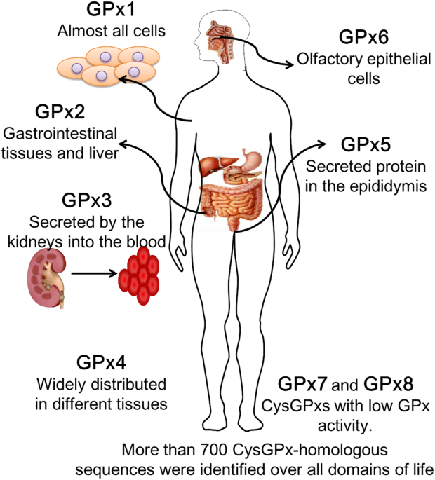 Involvement of glutathione peroxidases in the occurrence and development of  breast cancers | Journal of Translational Medicine