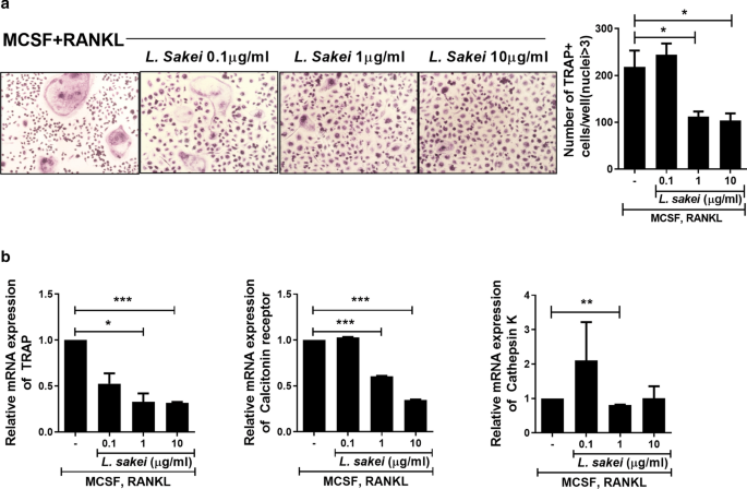 Lactobacillus sakei suppresses collagen-induced arthritis and modulates the  differentiation of T helper 17 cells and regulatory B cells | Journal of  Translational Medicine | Full Text