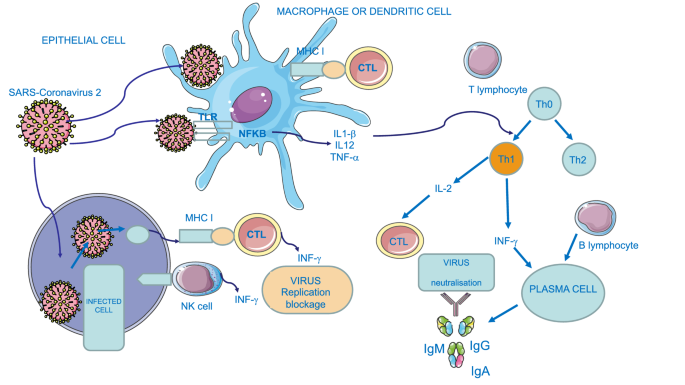 glutathione benefits for covid Recovery IV Therapy Coronavirus Pandemic The role of