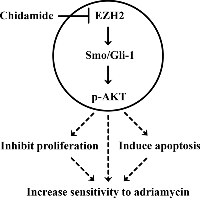 Inhibition of EZH2 by chidamide exerts antileukemia activity and