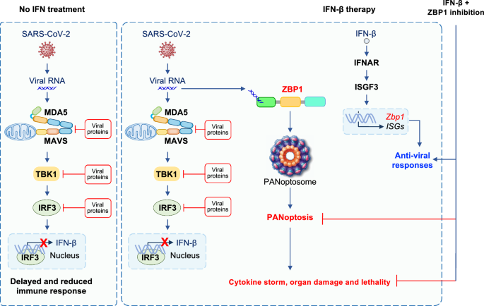 How does SARS-CoV-2 evade the immune defences?