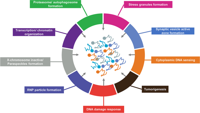 Liquid–liquid phase separation in tumor biology