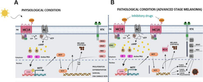melanotan mechanism of action Alpha-melanocyte stimulating hormone (α-MSH): biology, clinical relevance  and implication in melanoma | Journal of Translational Medicine