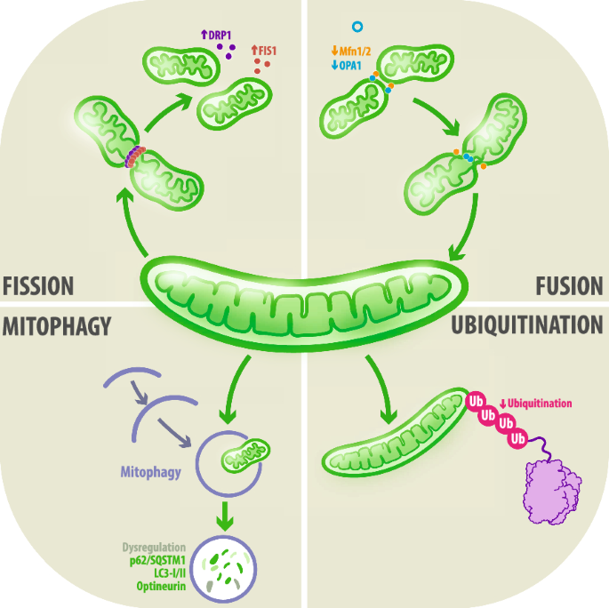 Mitochondrial dysfunction in neurodegenerative disorders: Potential  therapeutic application of mitochondrial transfer to central nervous  system-residing cells | Journal of Translational Medicine