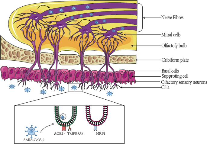 Olfactory dysfunction in COVID-19: pathology and long-term