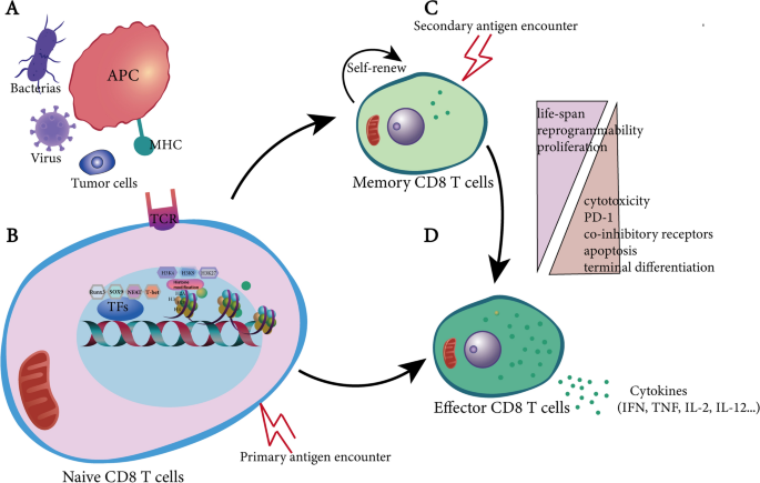 The expanding Pandora's toolbox of CD8+T cell: from transcriptional control  to metabolic firing | Journal of Translational Medicine | Full Text