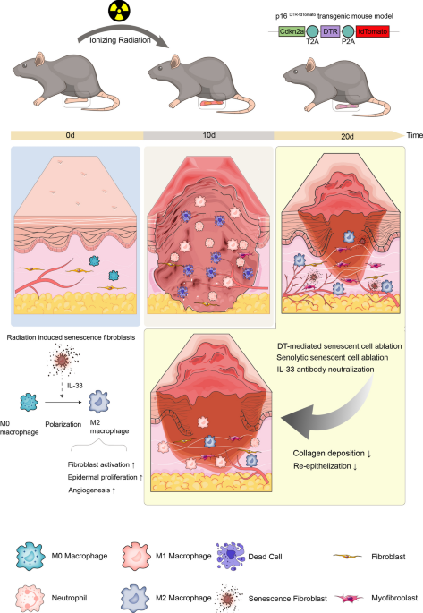 ipamorelin effects fibroblast Chemomechanical remodeling of glucocorticoid-sensitive fibroblasts for multimodal synergistic therapy of skin fibrosis Targeted immunotherapy rescues pulmonary fibrosis