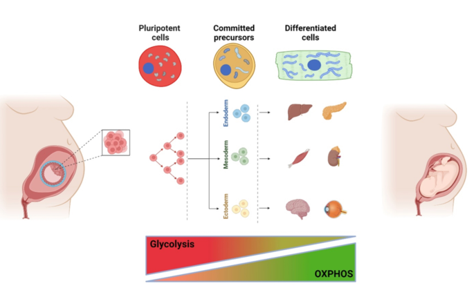 glutathione liver mitocondria disease Frontiers Changes in Glutathione Content in