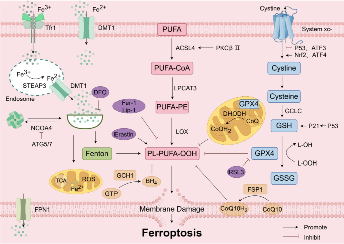 Ferroptosis, a therapeutic target for cardiovascular diseases,  neurodegenerative diseases and cancer | Journal of Translational Medicine |  Springer Nature Link