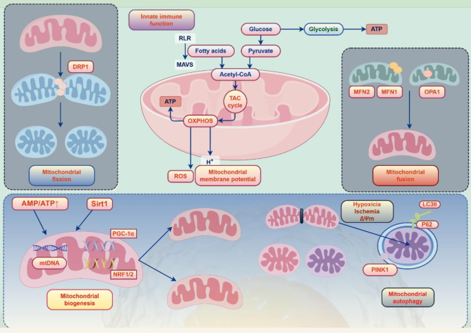 A review of the pathogenesis of mitochondria in breast cancer and progress  of targeting mitochondria for breast cancer treatment | Journal of  Translational Medicine | Springer Nature Link