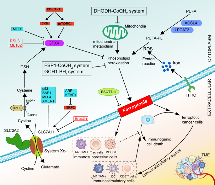 Targeting ferroptosis in prostate cancer management: molecular mechanisms, multidisciplinary strategies and translational perspectives | Journal of Translational Medicine | Springer Nature Link Targeting ferroptosis in prostate cancer management: molecular mechanisms, multidisciplinary strategies and translational perspectives | Journal of Translational Medicine | Springer Nature Link