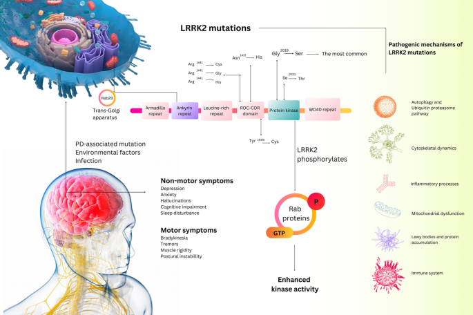 Recent advances in targeting LRRK2 for Parkinson's disease treatment |  Journal of Translational Medicine