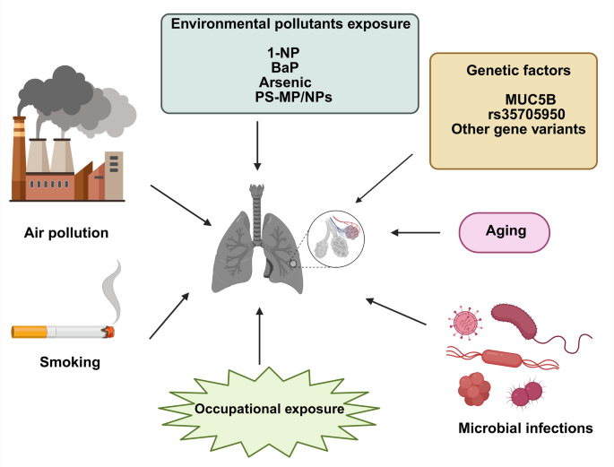 Pulmonary fibrosis: from mechanisms to therapies | Journal of Translational  Medicine