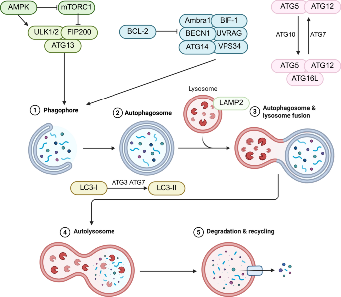increased glutathione levels gliomas autophagy The dual role of autophagy in cancer stem cells: implications for tumor  progression and therapy resistance | Journal of Translational Medicine