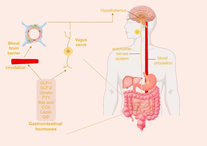can glp 1 cause thyroid nodules Thyroid #nodules – an overgrowth of tissue in the #thyroid gland that can  be cancerous – are being detected more often amid the rise of GLP-1 obesity  medications. Now the good news: