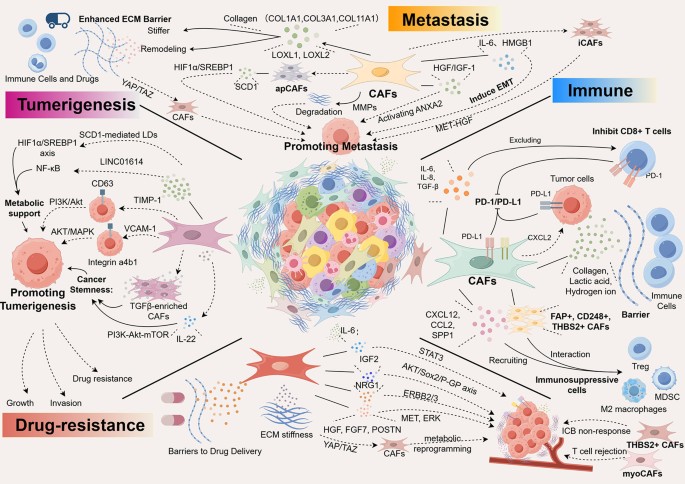 Hidden forces: the impact of cancer-associated fibroblasts on non-small  cell lung cancer development and therapy | Journal of Translational  Medicine | Springer Nature Link