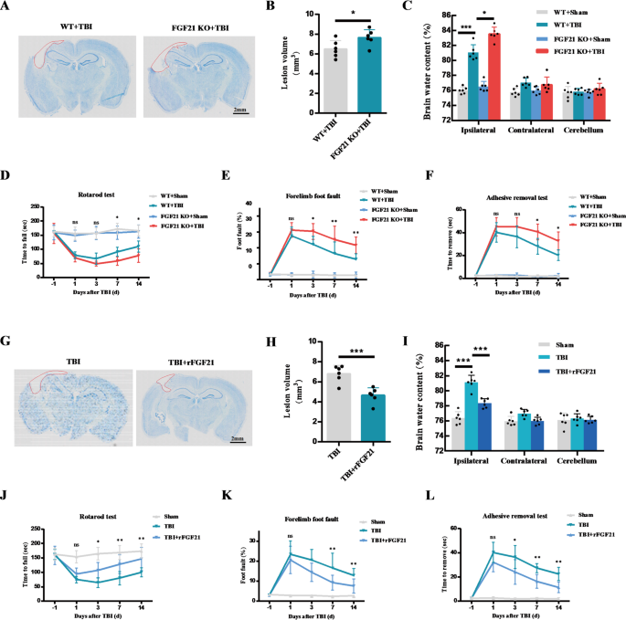 autoregulatory control of mitochondrial glutathione homeostasis FGF21 maintains redox homeostasis and promotes neuronal survival after  traumatic brain injury by targeting SLC25A39-mediated mitochondrial GSH  transport | Journal of Translational Medicine