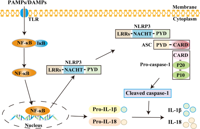 kb glutathione side effects Acute lung injury: pathogenesis and treatment | Journal of Translational  Medicine