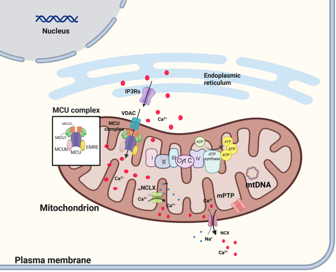 can glutathione make your period late The importance of mitochondria and mitochondrial calcium signaling in health and disease: an updated outlook on inflammation | Journal of Translational Medicine