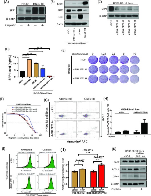 shiro advance glutathione reviews Targeted suppression of SPP1 inhibits tumor invasion and metastasis in NRF2 hyperactivated cisplatin resistant HNSCC | Journal of Translational Medicine كولاجين 2000 مجم b12 injection when pregnant Select Box Quantity:4 Boxes