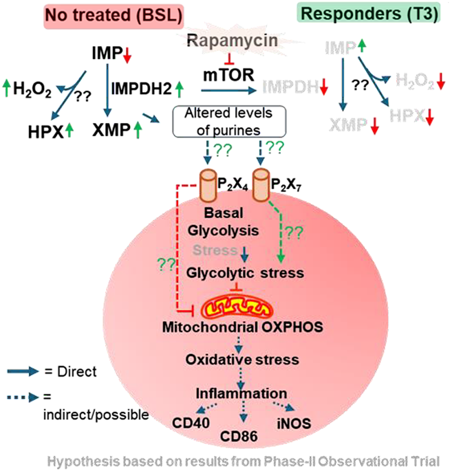Association of rapamycin treatment with the modulation of purine metabolism, reduced microglial inflammatory responses, improved mitochondrial energy metabolism, and alleviation of fatigue symptoms in ME/CFS subjects: pilot findings from phase-II observational study - Journal of Translational Medicine