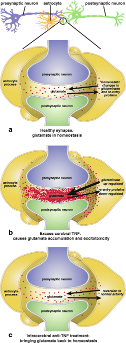 Glutamate transporters: the regulatory proteins for excitatory/excitotoxic  glutamate in brain