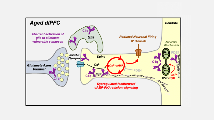 The Classical Complement Cascade Mediates CNS Synapse Elimination