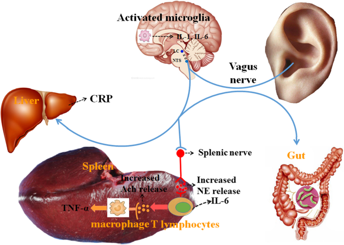 Frontiers  Critical Review of Transcutaneous Vagus Nerve