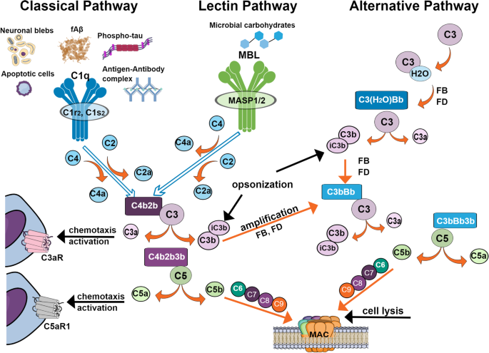 The good, the bad, and the opportunities of the complement system in  neurodegenerative disease | Journal of Neuroinflammation | Full Text