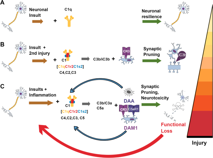 The Classical Complement Cascade Mediates CNS Synapse Elimination