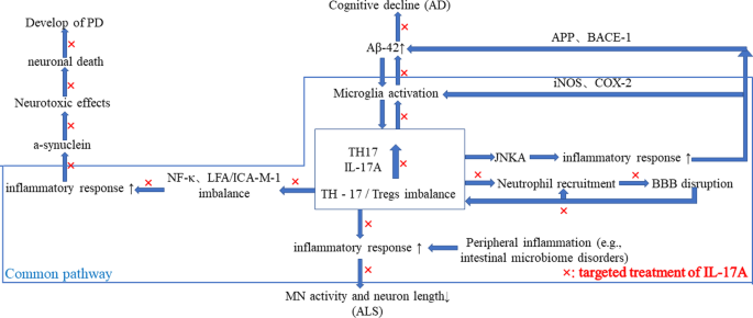 The role of Th17 cells/IL-17A in AD, PD, ALS and the strategic therapy targeting on IL-17A