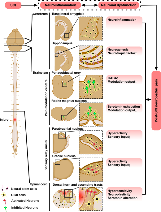 Personalized genetics of the cholinergic blockade of neuroinflammation -  Simchovitz - 2017 - Journal of Neurochemistry - Wiley Online Library