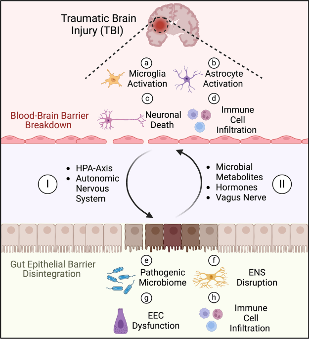 glutathione levels and tbi Dysregulated brain-gut axis in the setting of traumatic brain injury: review of mechanisms anti-inflammatory pharmacotherapies | Journal of Neuroinflammation Neuroforensomics: metabolites as valuable biomarkers