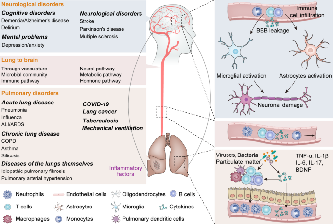 does glutathione help with phenmonia Frontiers Frontiers | Paracetamol-Induced Glutathione Consumption: