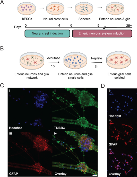 Short-chain fatty acids mitigate inflammation and associated metabolic programming of human stem cell-derived enteric glial cells | Journal of Neuroinflammation