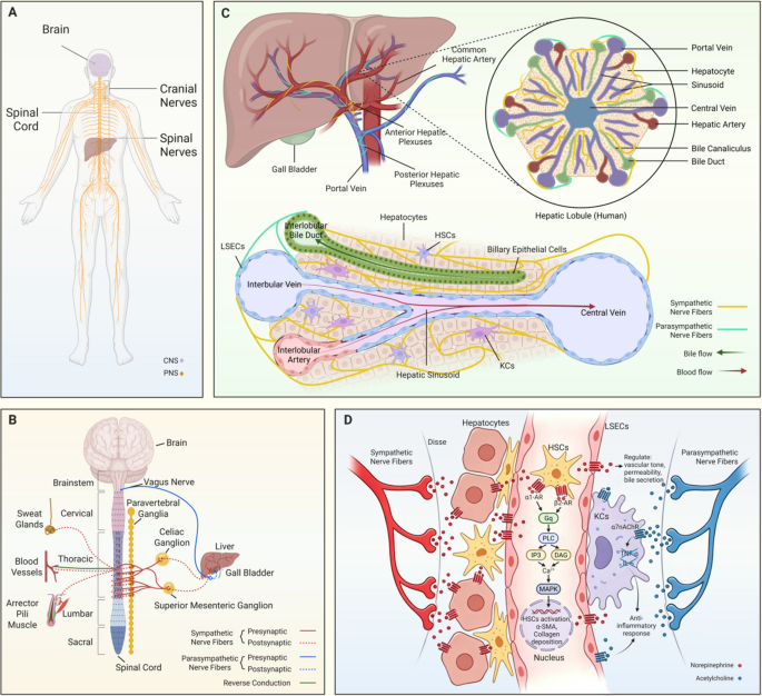 Liver-nervous system axis: pathways, dysregulation, and translational perspectives | Journal of Neuroinflammation