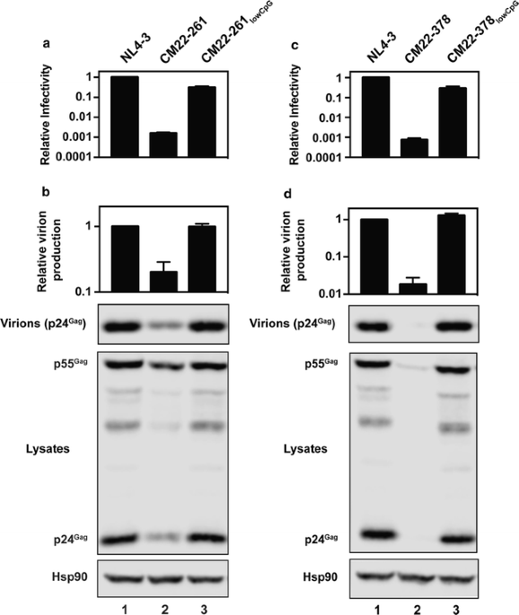 Schematic diagram (not to scale) of the SIV genomic RNA. The leader of