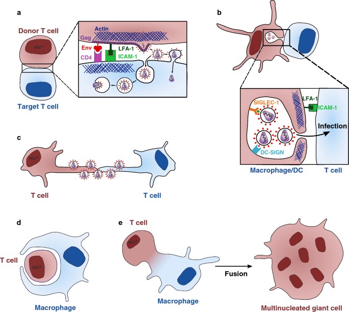 A Better Understanding of How HIV-1 Evades the Immune System