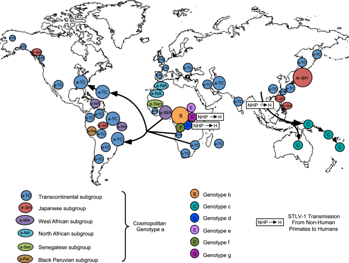 Molecular epidemiology, genetic variability and evolution of HTLV-1 with  special emphasis on African genotypes | Retrovirology | Full Text