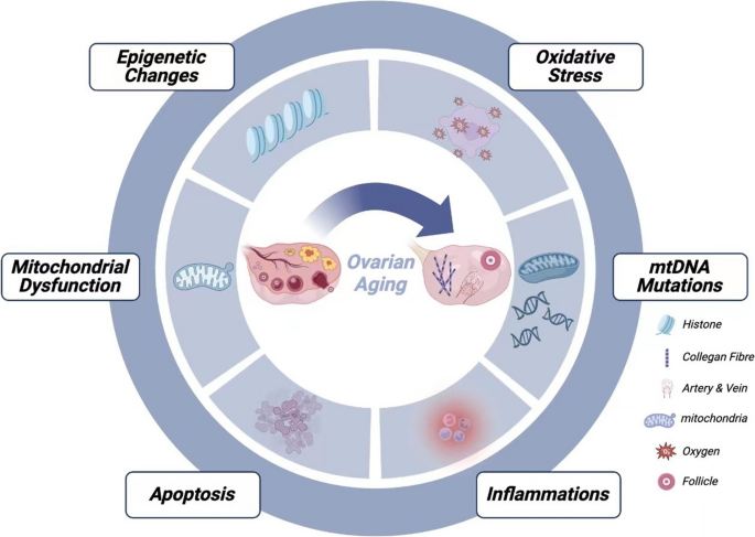 glutathione impact on nad levels of NAD+ metabolism ovarian aging | Immunity & Ageing Bulksupplements Glutathione Reduced Powder
