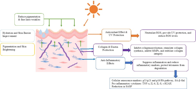 The state of the art in anti-aging: plant-based phytochemicals for skin  care | Immunity & Ageing